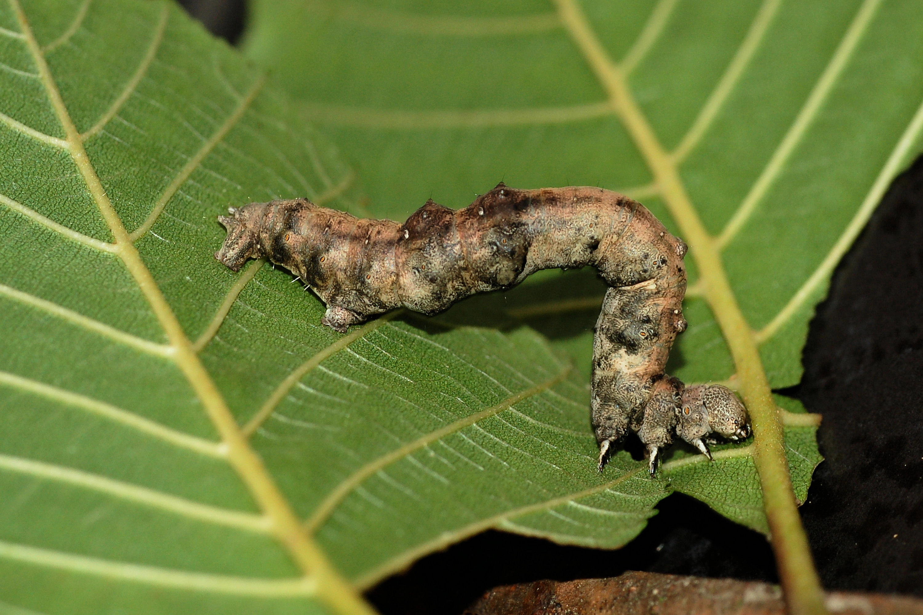 halve maanvlinder Selenia tetralunaria rups Lily Franssen 2.JPG